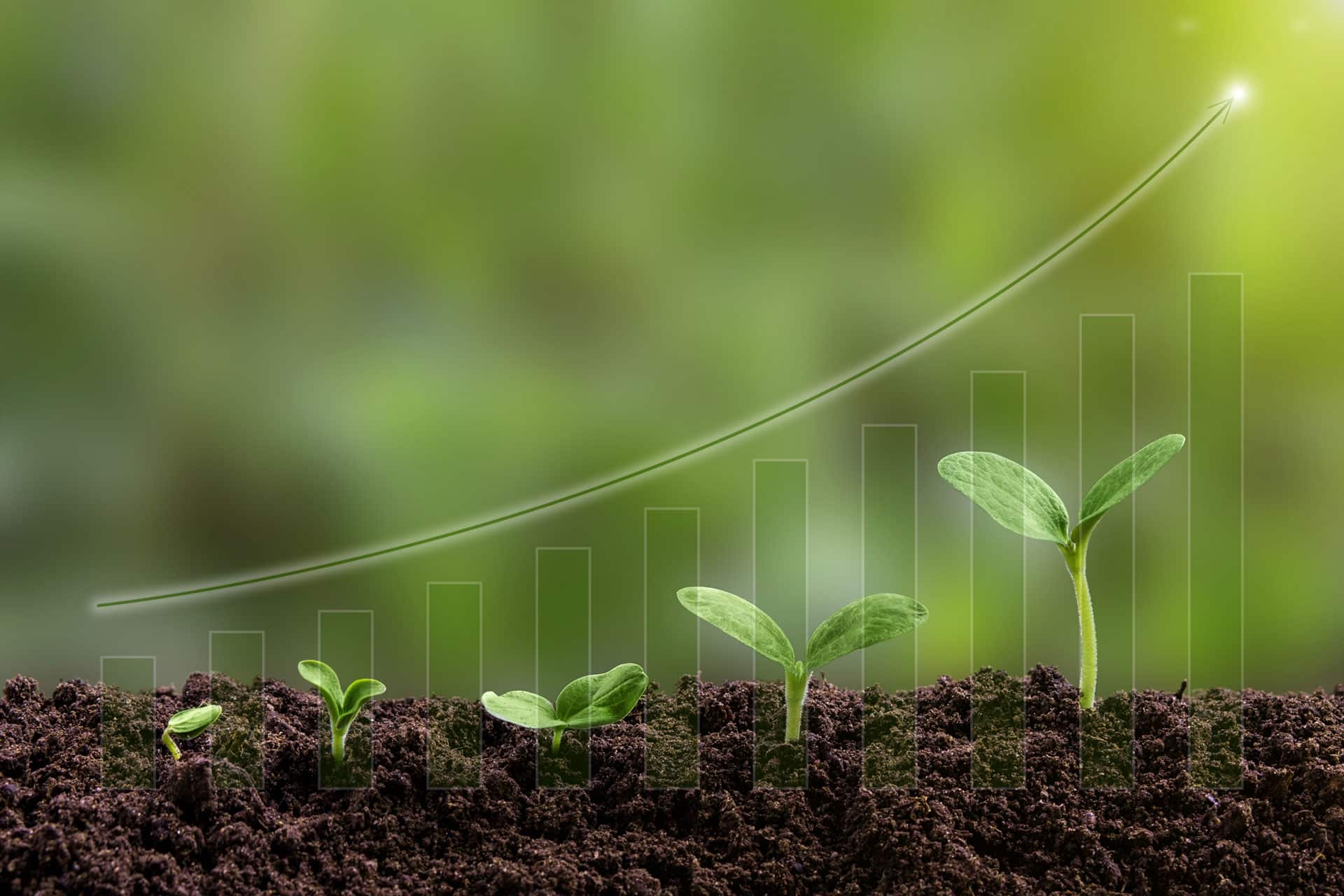 Evolución del crecimiento de una planta